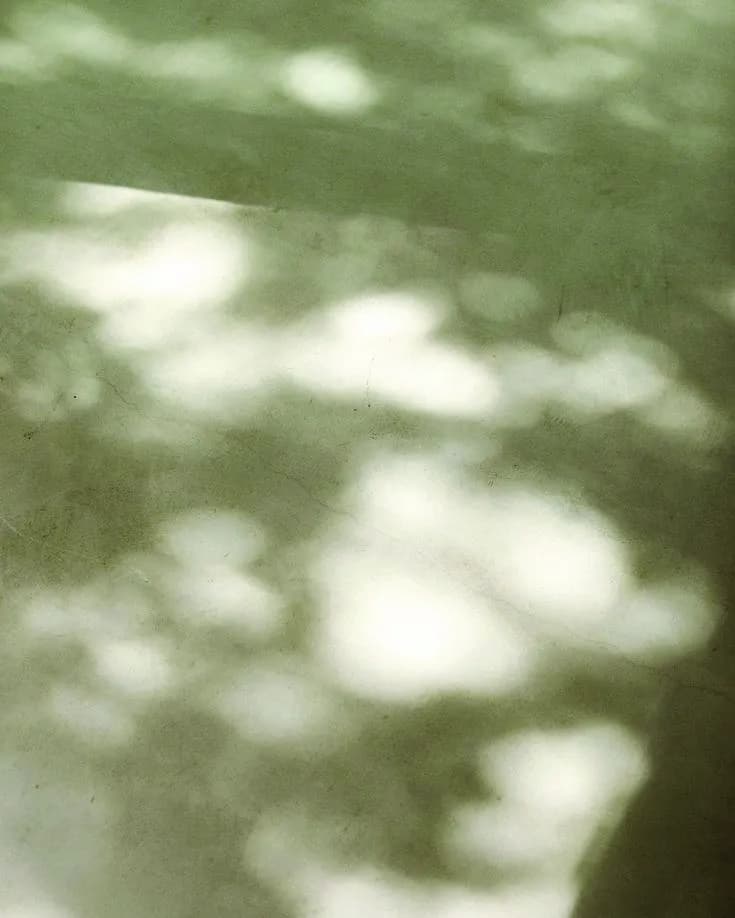 Soft dappled sunlight on a plaster wall